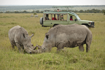 Ol Pejeta Bush Camp: Zwei Nashörner