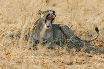 Olkeri Camp: Löwengebiss