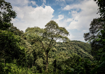One and Only Nyungwe House: Canopy Walk Landschaft