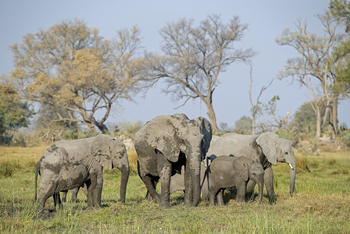 Qorokwe Camp: Elefantengruppe