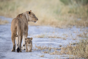 Qorokwe Camp: Löwenmutter und Baby