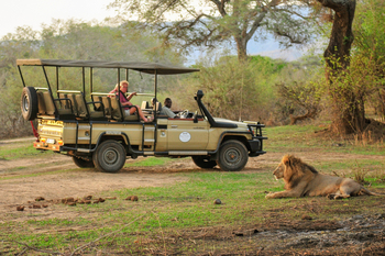 Royal Zambezi Lodge: Löwe liegt im Gras