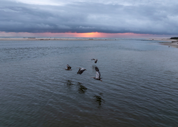 Sette Cama Eco Camp: Pelikane an der Küste
