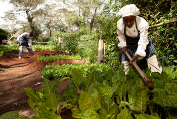 Solio Lodge: Gemüsegarten