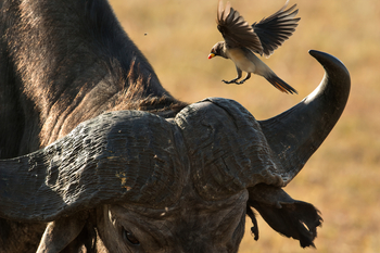 Soroi Mara Bush Camp: Oxpecker