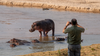 Takwela Camp Takwela Camp: Hippo