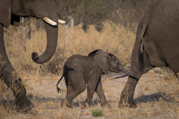 Tuskers Bush Camp: Babyelefant