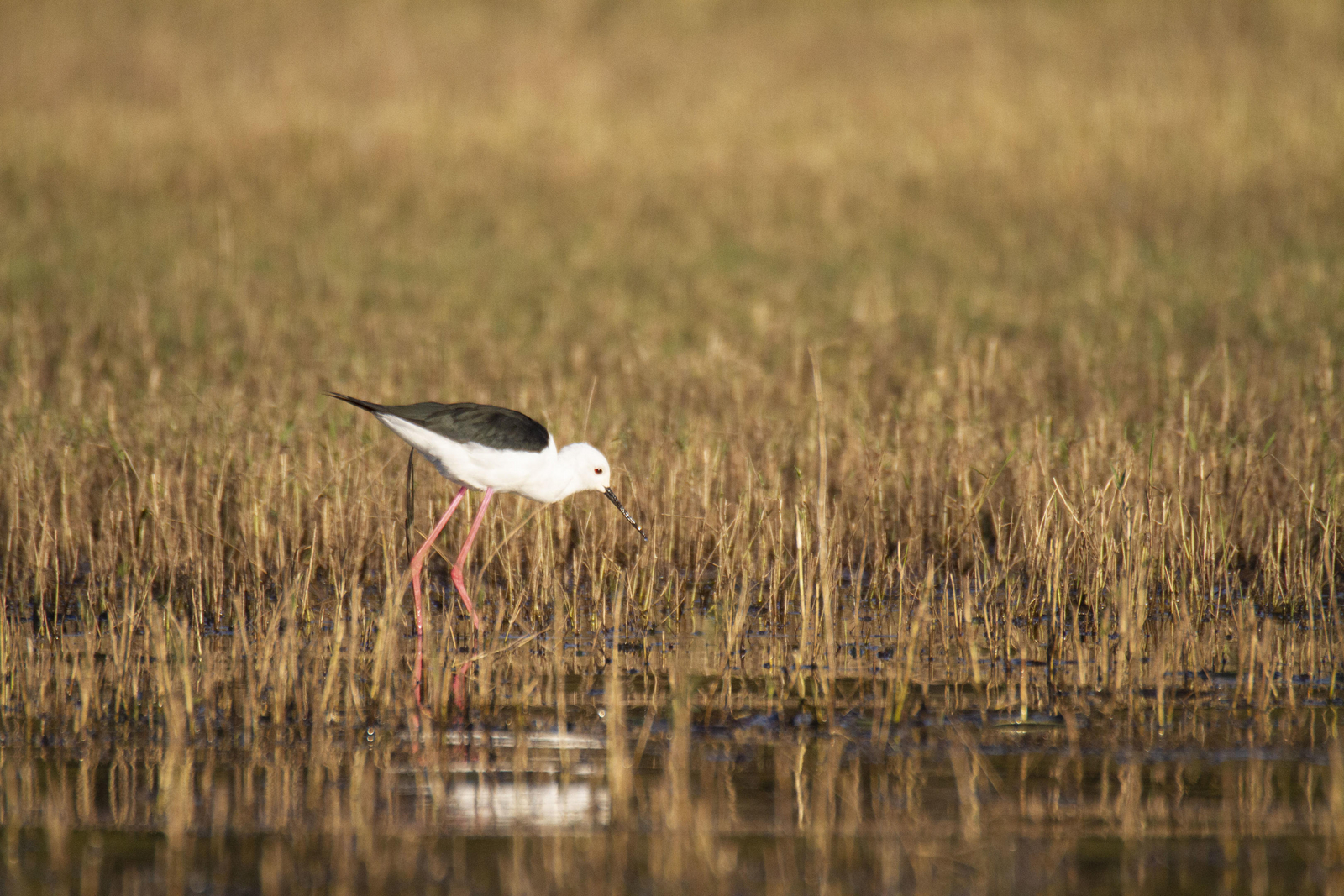 Bumi Hills Safari Lodge Bumi Hills Safari Lodge
