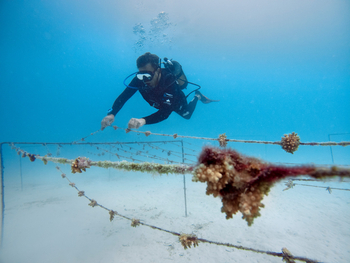 andBeyond Mnemba Island Lodge: Korallenzucht