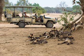 Amanzi Camp: Wildhunde