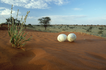 Bagatelle Kalahari Game Ranch: Straußeneier