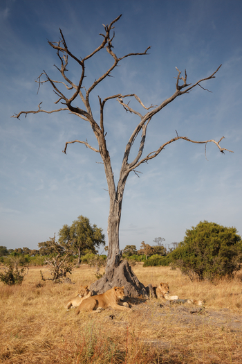 Belmond Khwai River Lodge: Löwen unter einem Baum