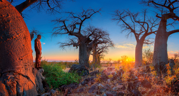 Belmond Savute Elephant Lodge Belmond Savute Elephant Lodge: Sonnenuntergang zwischen Baobabs