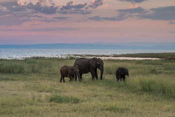 Bumi Hills Safari Lodge: Drei Elefanten