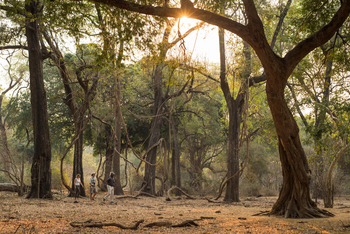 Chikwenya Camp Chikwenya Camp: Walk in the Wilderness