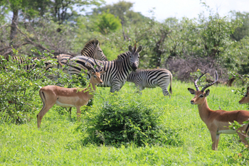 Chilo Ivory Trail Adventure: Impalas und Zebra