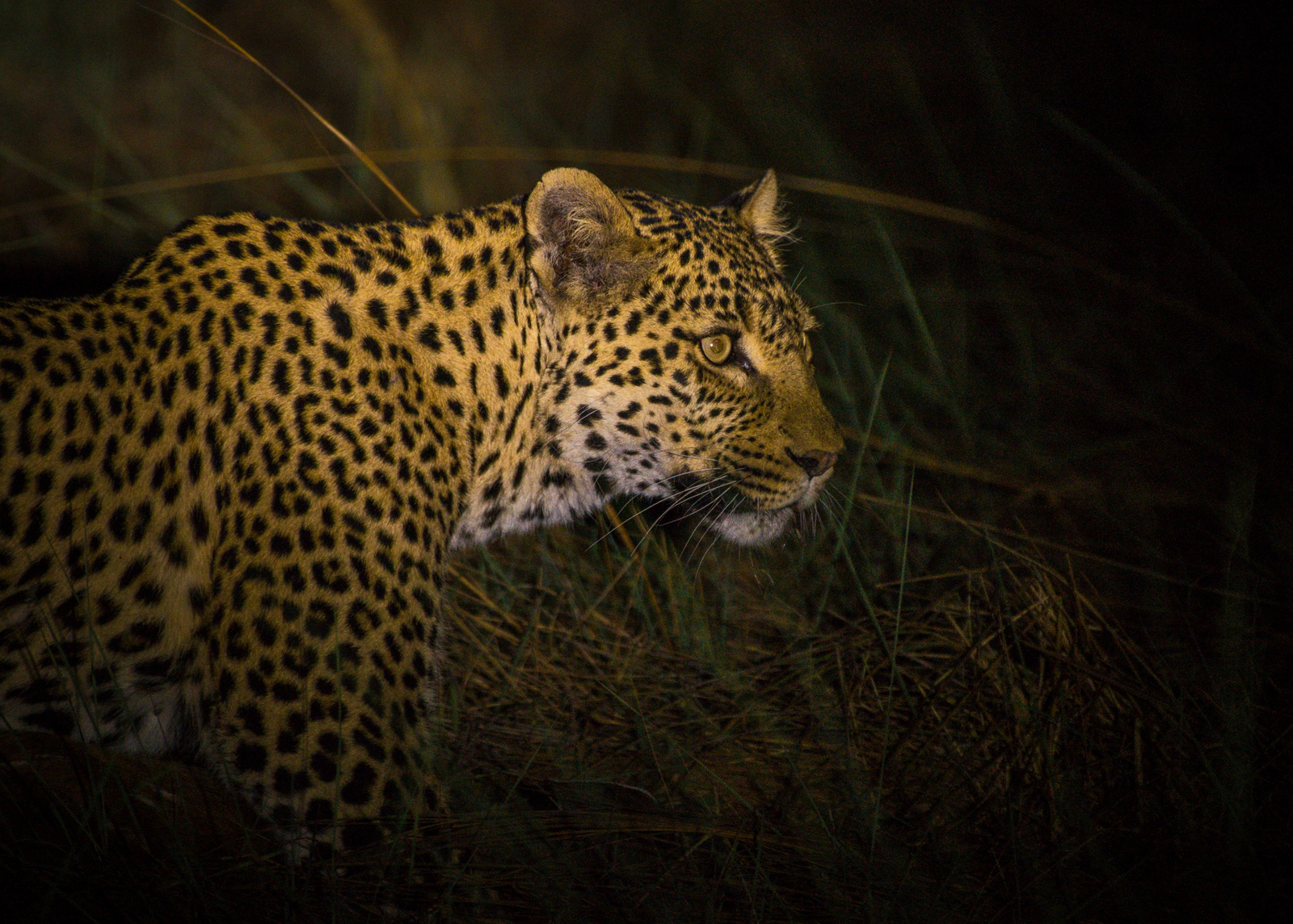 Chisa Busanga Camp Chisa Busanga Camp: Leopard