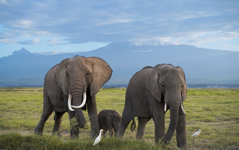 Elewana Tortilis Camp: Elefanten