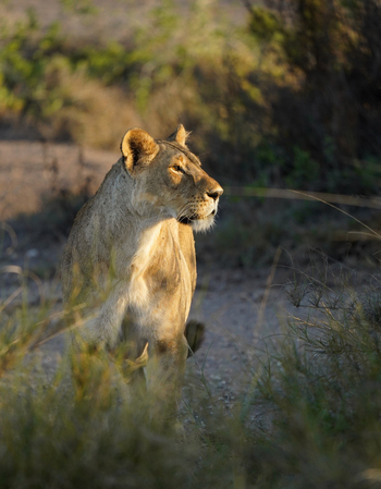 Elewana Tortilis Camp: Löwen