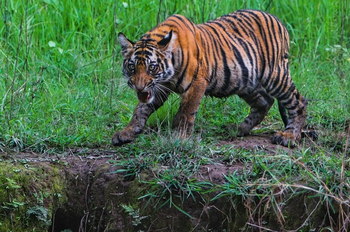 Emerald Tiger Retreat: Fauchendes Tigerjunges