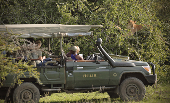 Encounter Mara Camp: Löwen im Baum