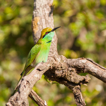 Flame of the Forest Safari Lodge: Bienfresser