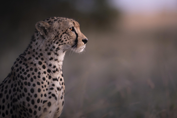 Governors' Mugie: Gepard