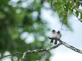 Ila Safari Lodge Ila Safari Lodge: Love Birds