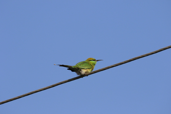 Jawai: Blue-cheeked Bee-Eater