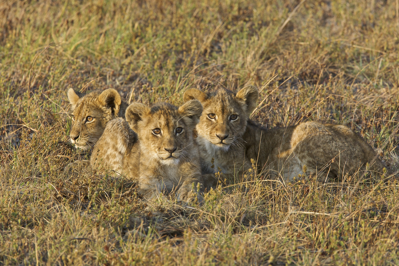 Konkamoya Lodge Konkamoya Lodge: Junge Löwen im Gras