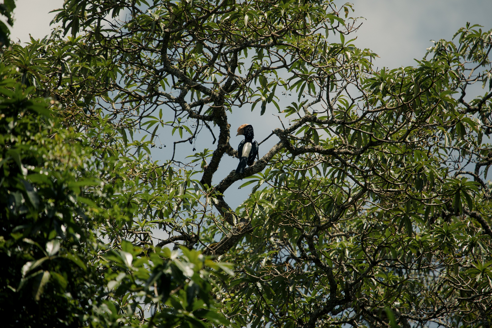 Koroi Forest Camp Koroi Forest Camp: Nashornvogel