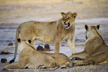 Little Makalolo Camp Little Makalolo Camp: Aggression