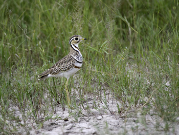 Little Makalolo Camp Little Makalolo Camp: Three-banded Courser