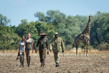 Luangwa Bush Camping Luangwa Bush Camping: Walking Safari