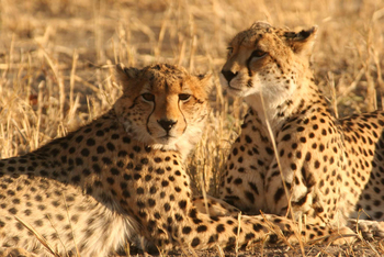 Machaba Camp: Geparden