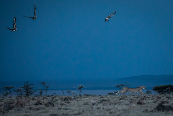 Mahali Mzuri: Gepard bei der Jagd
