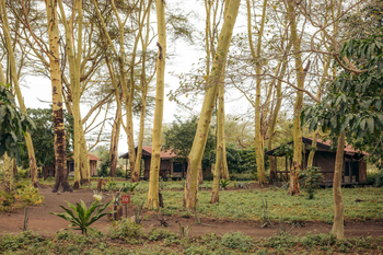 Migunga Tented Camp: Waldcamp mit erhöhten Zeltveranden