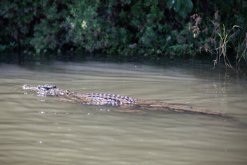 Mvuu Lodge: Krokodil