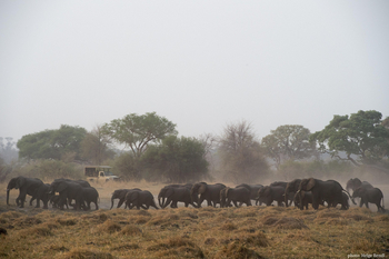 Nambwa Tented Lodge: Elefantenherde