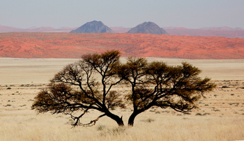 Namtib Desert Lodge: Gras und Dünen