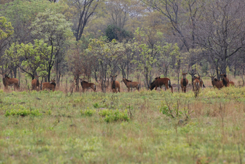 Nanzhila Plains Camp: Pferdeantilopen