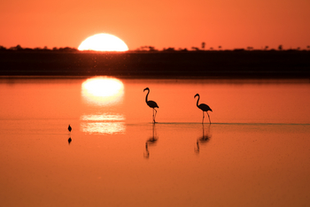 Camp Kalahari Camp Kalahari: Flamingos im Gegenlicht