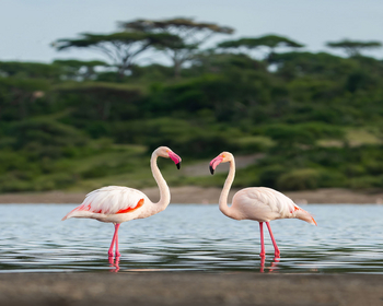 Ndutu Safari Lodge: Flamingos im Ndutu Lake