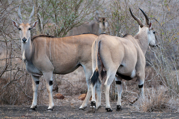 Ol Donyo Lodge: Elandbullen
