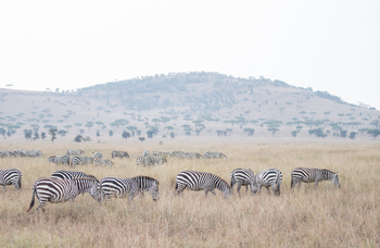 Ole Serai Camp Seronera: Zebras