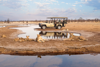 Savute Safari Lodge: Game Drive - Löwen am Wasserloch