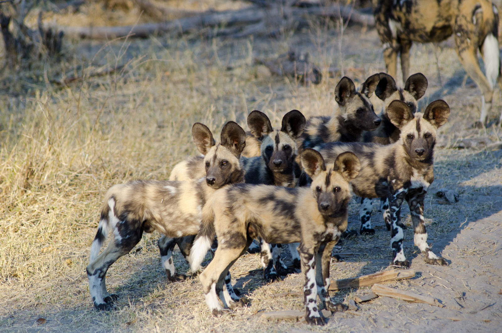 Savuti Camp Savuti Camp: Wildhundrudel