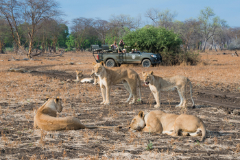Shenton Safaris: Game Drives