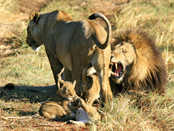 Shumba Camp Shumba Camp: Löwenpaar mit Babies