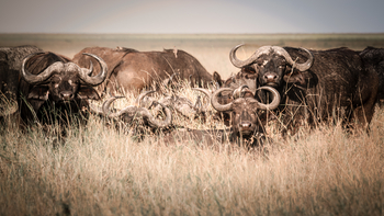 Siringit Serengeti Camp: Büffel